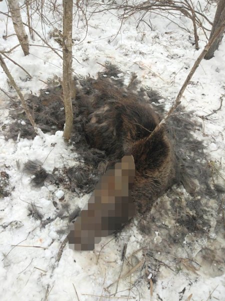В Мордовии местные жители осуждены за незаконную охоту